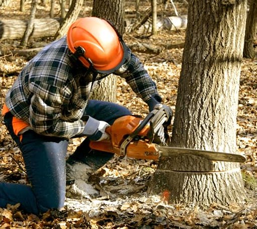 Tree Removal in Quincy, OH